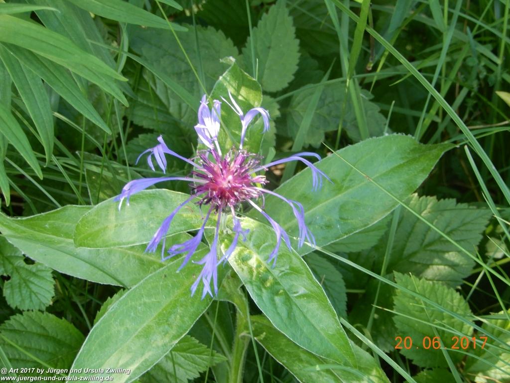 Philosophische Bildwanderung Grän - (Neunerköpfle zur Brotzeit) Tannheim Vilsalpsee Tannheimer Tal - Österreich