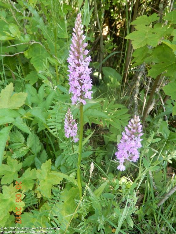 Philosophische Bildwanderung Grän - (Neunerköpfle zur Brotzeit) Tannheim Vilsalpsee Tannheimer Tal - Österreich