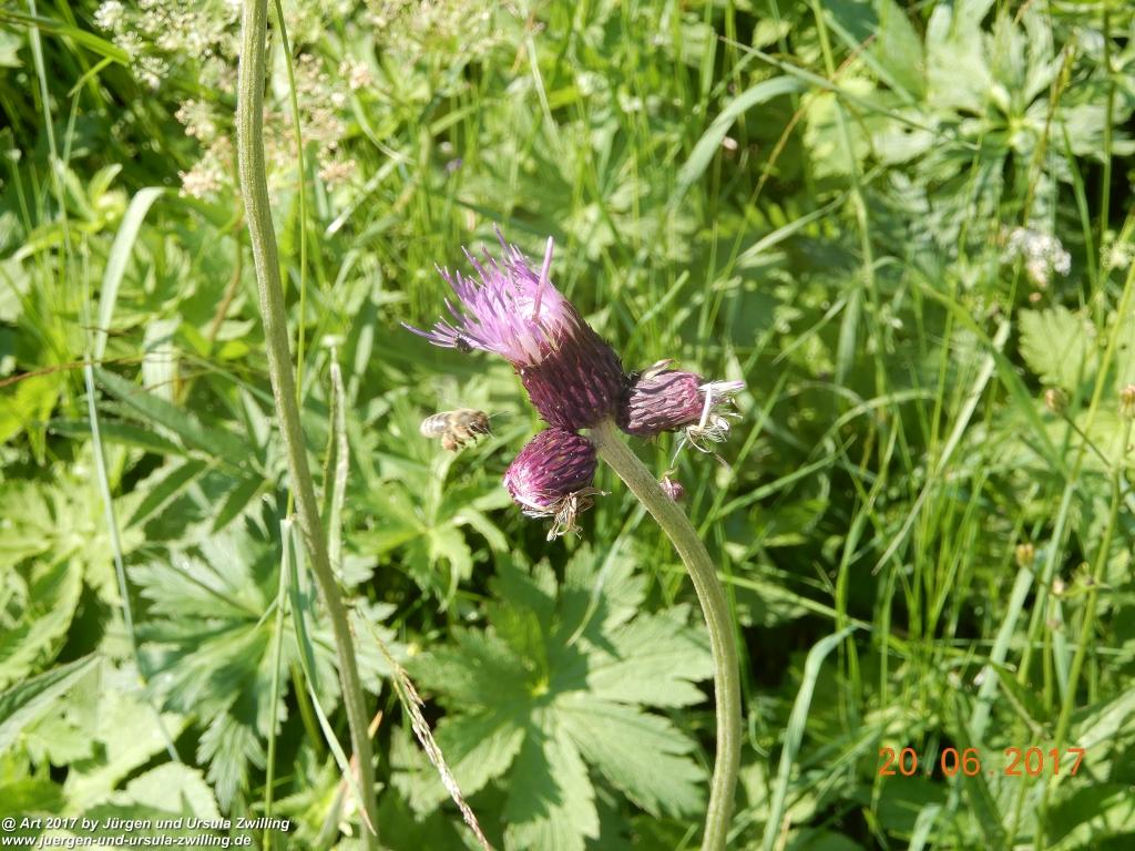 Philosophische Bildwanderung Grän - (Neunerköpfle zur Brotzeit) Tannheim Vilsalpsee Tannheimer Tal - Österreich