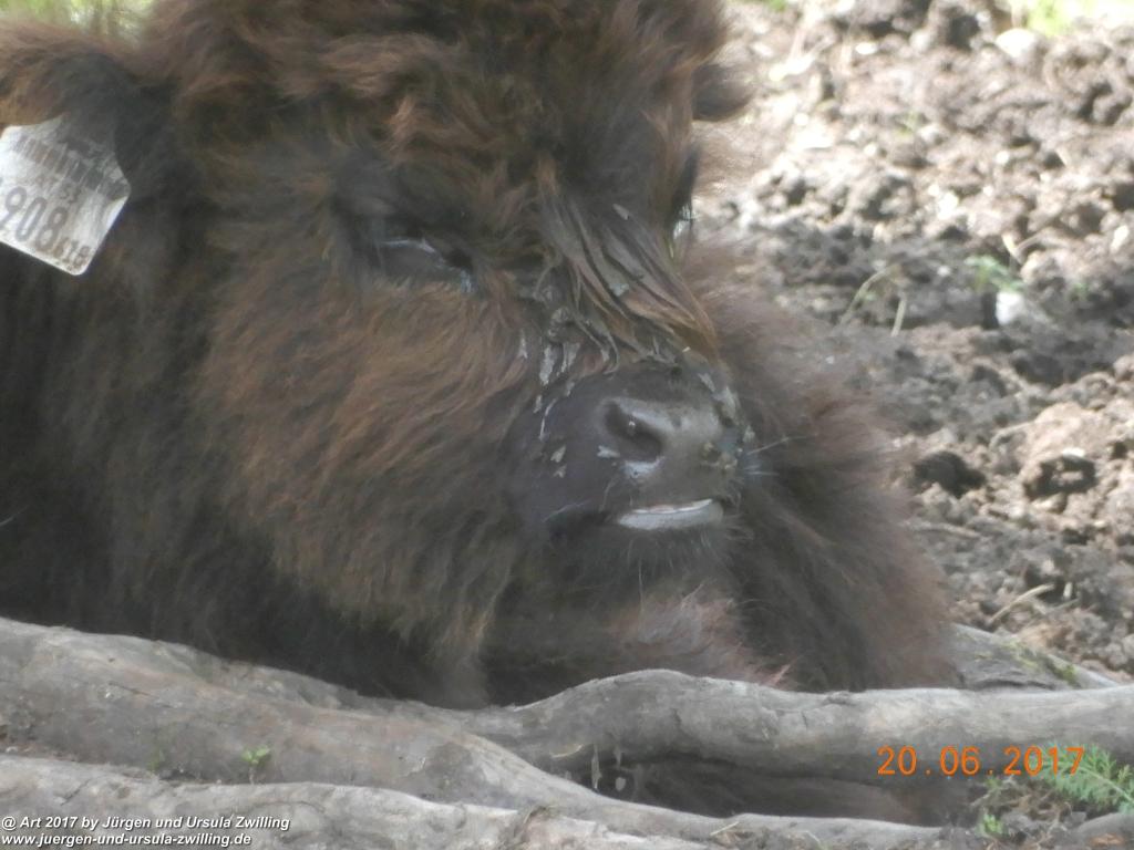 Philosophische Bildwanderung Grän - (Neunerköpfle zur Brotzeit) Tannheim Vilsalpsee Tannheimer Tal - Österreich