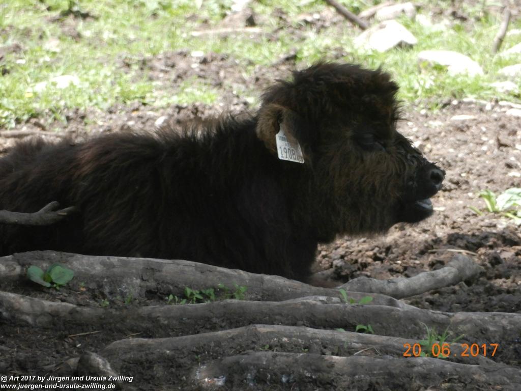 Philosophische Bildwanderung Grän - (Neunerköpfle zur Brotzeit) Tannheim Vilsalpsee Tannheimer Tal - Österreich