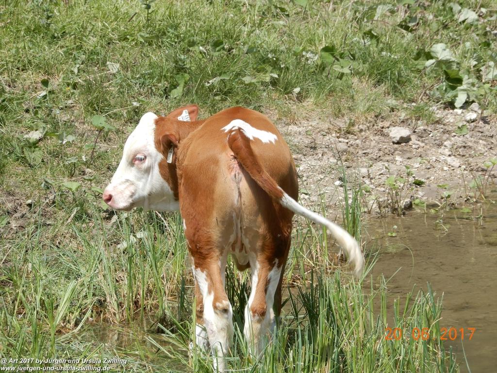 Philosophische Bildwanderung Grän - (Neunerköpfle zur Brotzeit) Tannheim Vilsalpsee Tannheimer Tal - Österreich