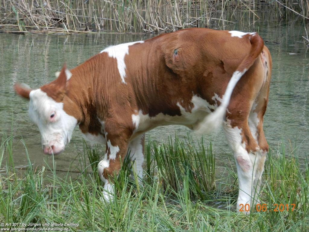 Philosophische Bildwanderung Grän - (Neunerköpfle zur Brotzeit) Tannheim Vilsalpsee Tannheimer Tal - Österreich