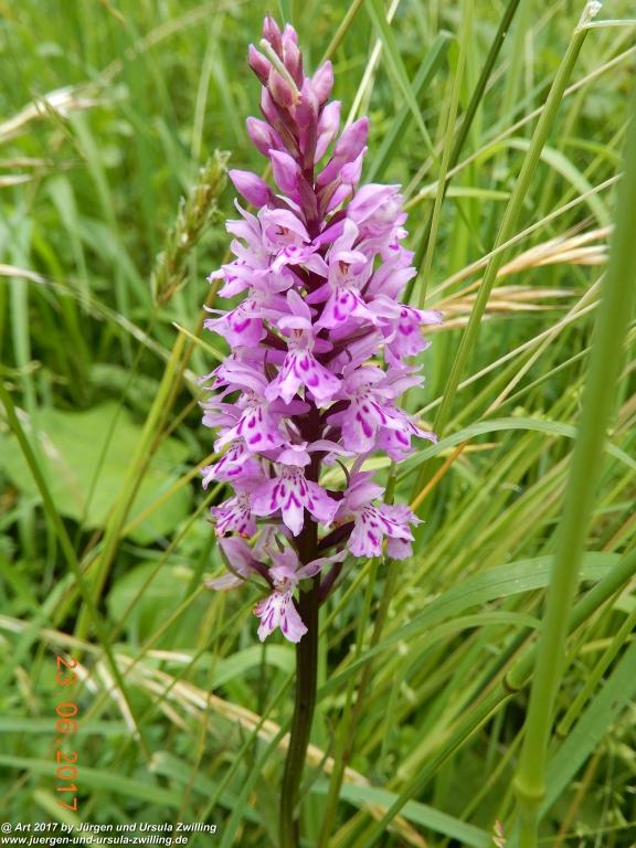 Philosophische Bildwanderung - Grain - Füssener - Jöchle - Sonnenalm - Gessenwangalm -Adlerhorst - Haldensee - Grän Tannheimer Tal - Österreich