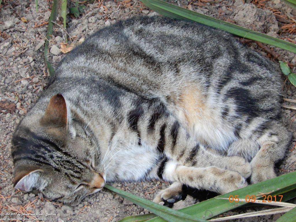 Katze Mimi September 2017