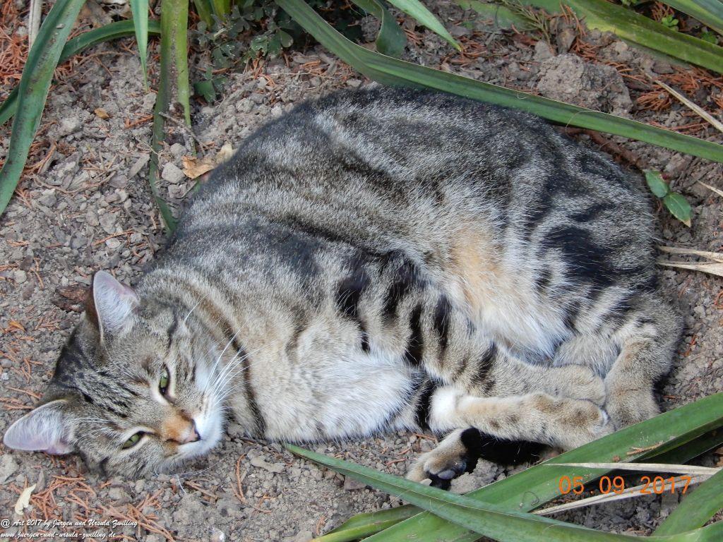 Katze Mimi September 2017