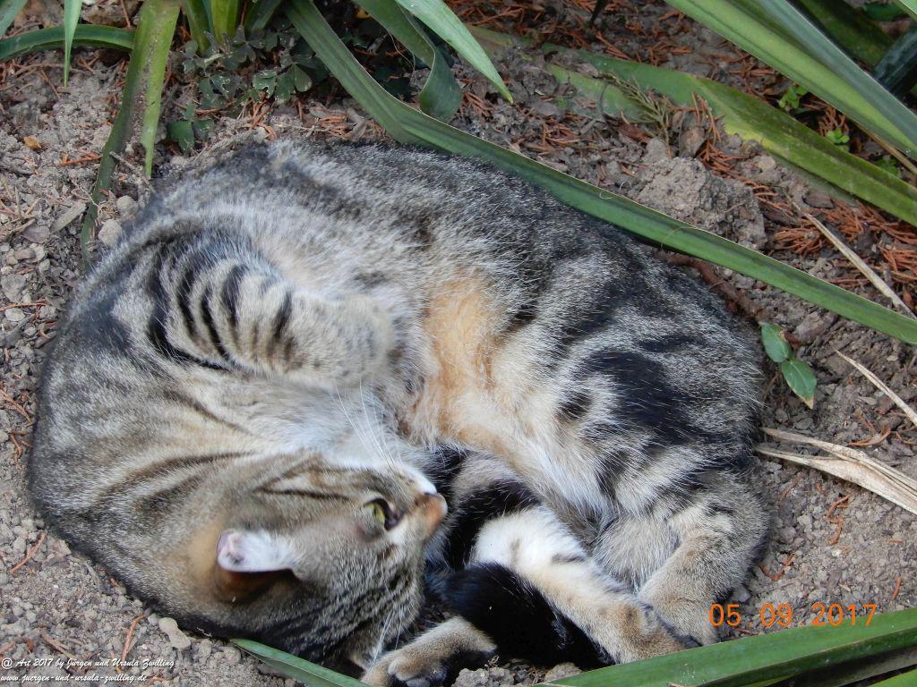 Katze Mimi September 2017