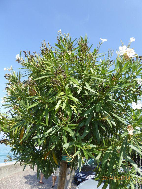 Sirmione Lombardei - Brescia - Gardasee - Italien