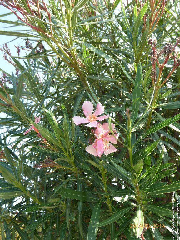 Sirmione Lombardei - Brescia - Gardasee - Italien