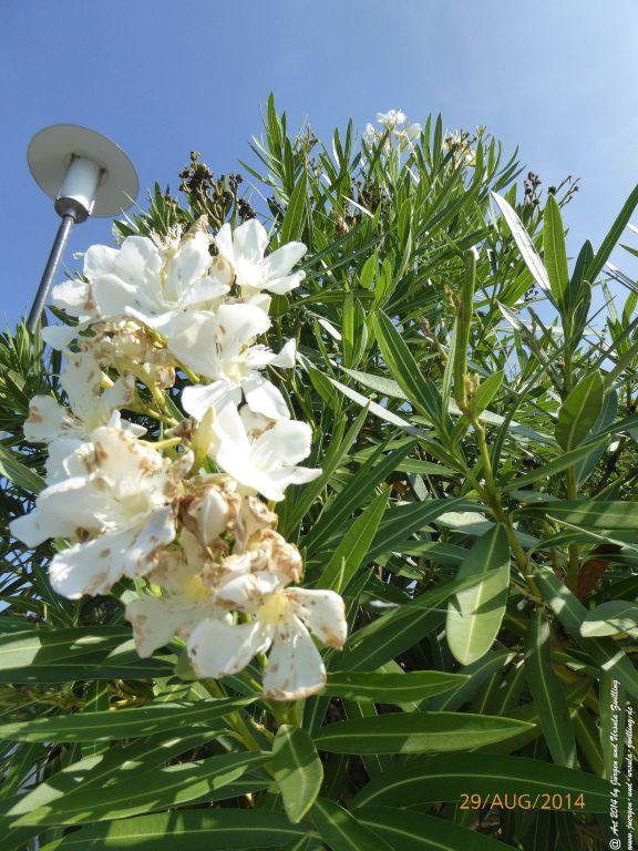 Sirmione Lombardei - Brescia - Gardasee - Italien