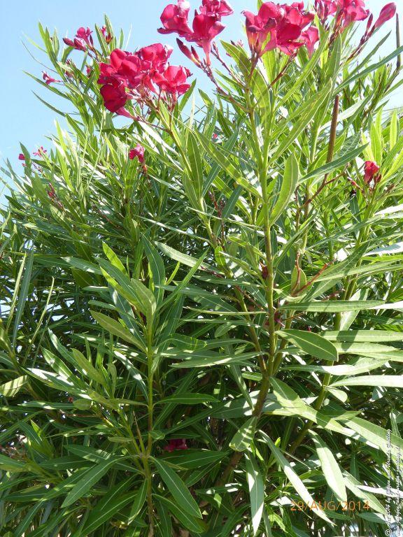 Sirmione Lombardei - Brescia - Gardasee - Italien