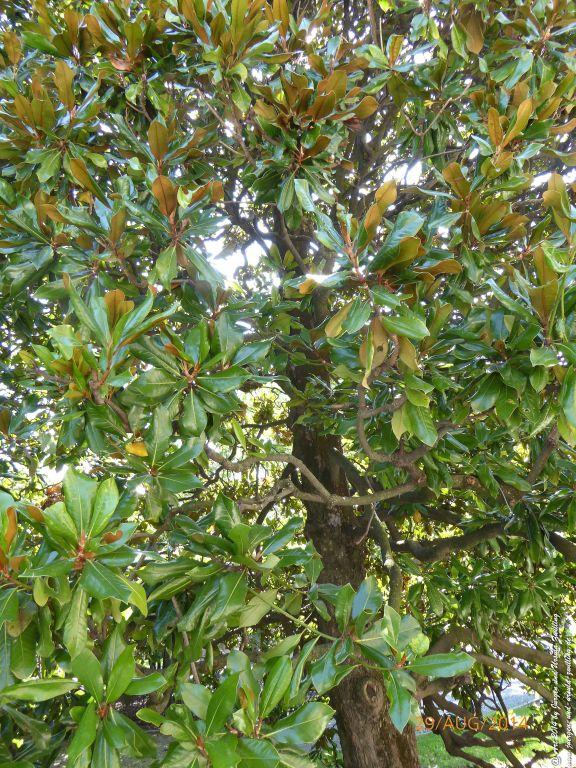 Sirmione Lombardei - Brescia - Gardasee - Italien