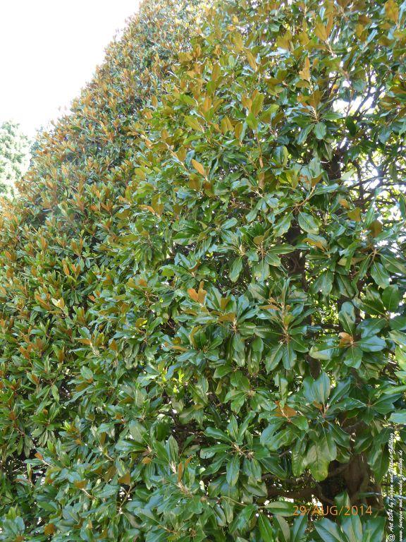 Sirmione Lombardei - Brescia - Gardasee - Italien