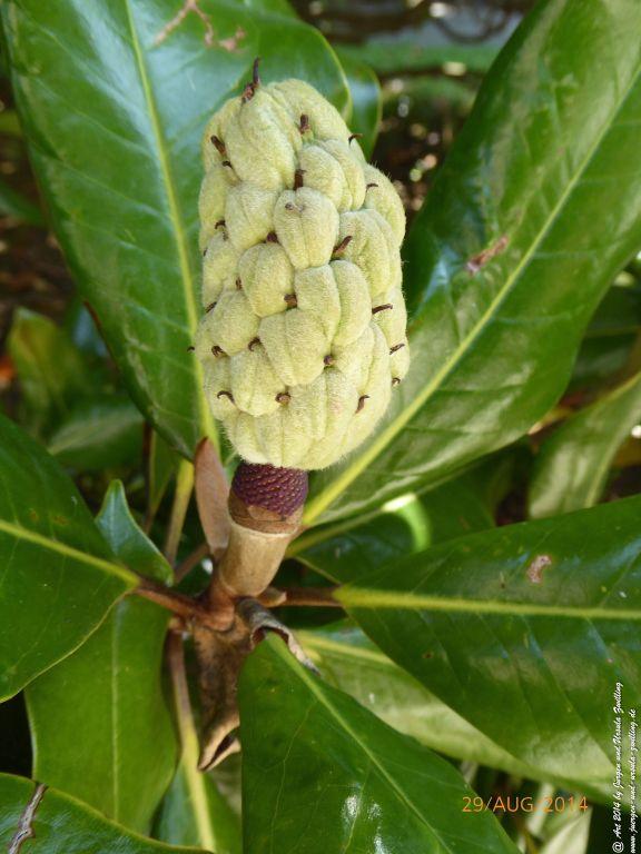 Sirmione Lombardei - Brescia - Gardasee - Italien