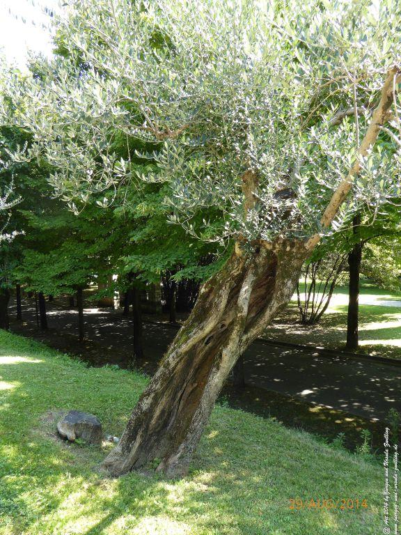 Sirmione Lombardei - Brescia - Gardasee - Italien