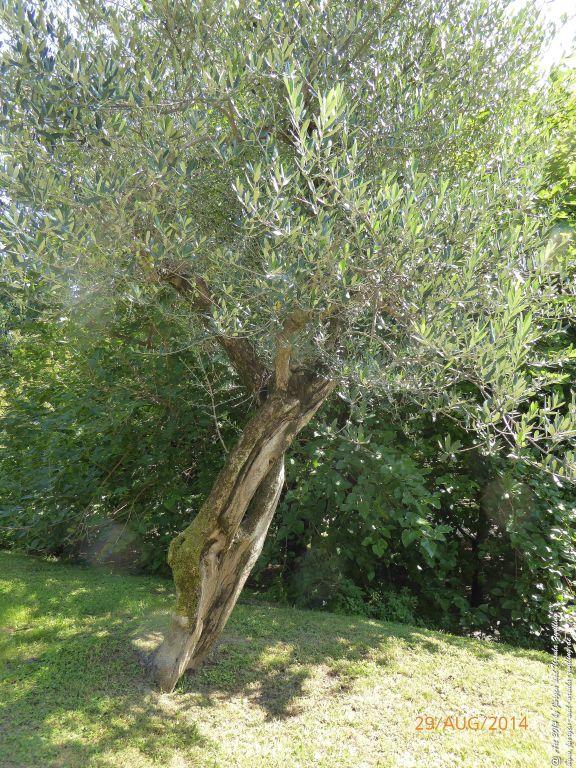 Sirmione Lombardei - Brescia - Gardasee - Italien