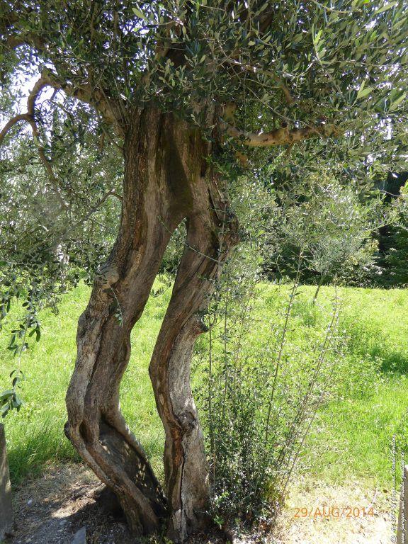 Sirmione Lombardei - Brescia - Gardasee - Italien