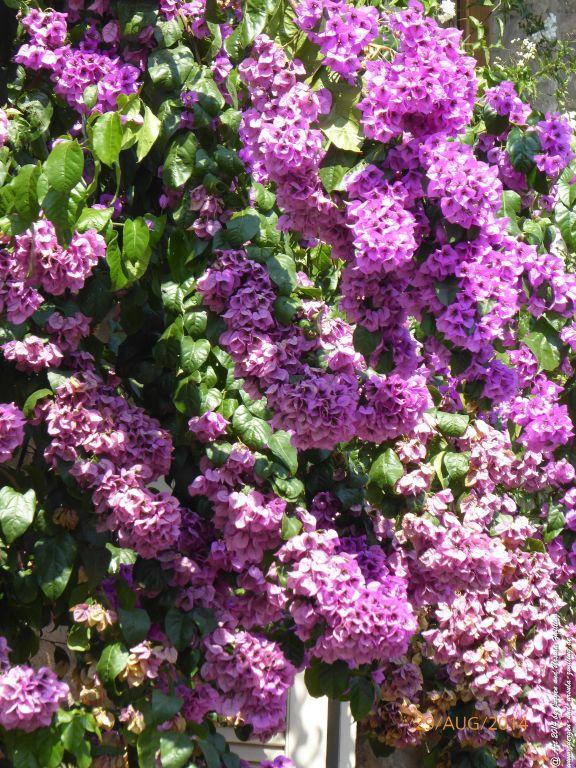 Sirmione Lombardei - Brescia - Gardasee - Italien