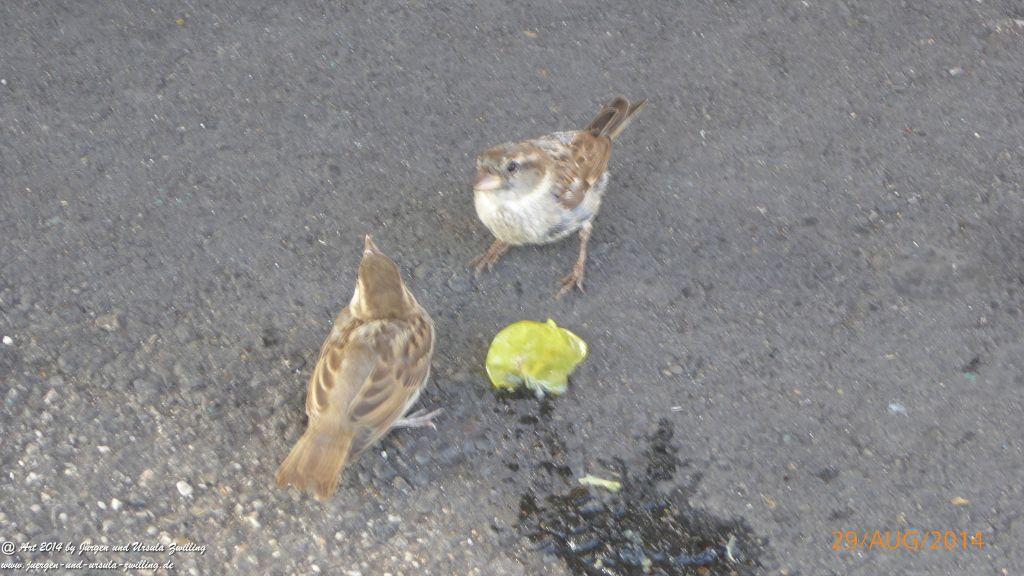 Sirmione Lombardei - Brescia - Gardasee - Italien