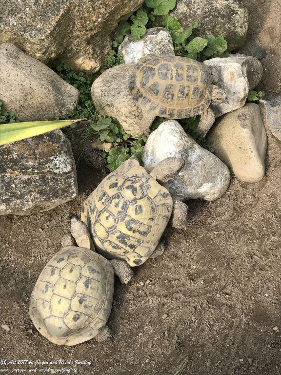 Schildkröten - letzte Sonnenstrahlen vor dem Winterquartier