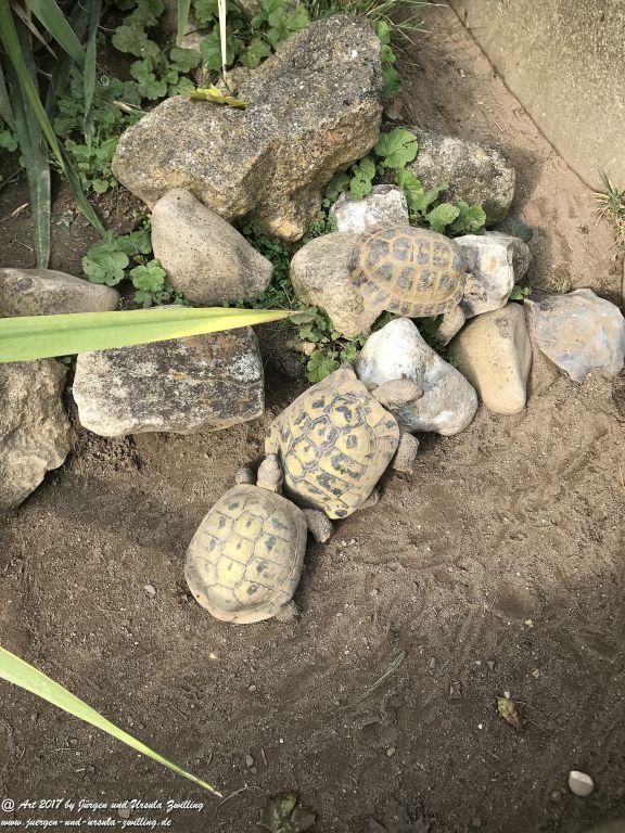 Schildkröten - letzte Sonnenstrahlen vor dem Winterquartier
