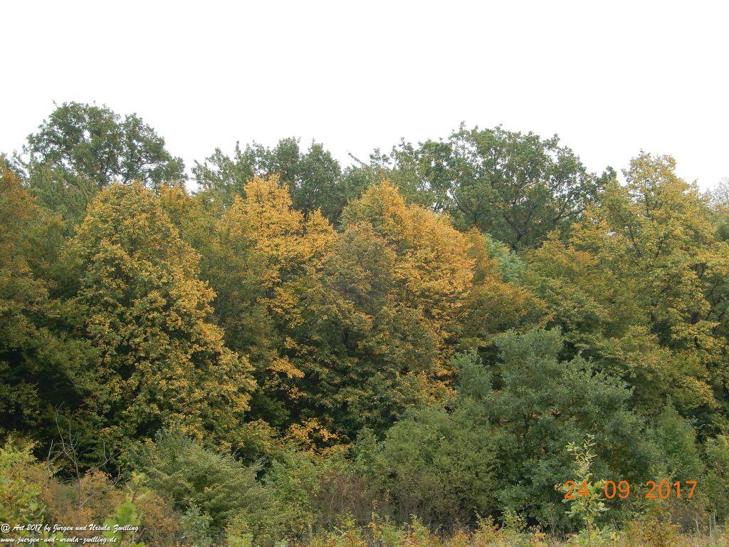 Herbst in der Feldern von Mainz Finthen - Ober Olmer Wald - Rheinhessen