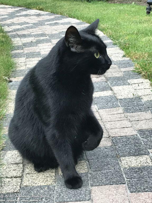 Katze Mimi Oktober 2017