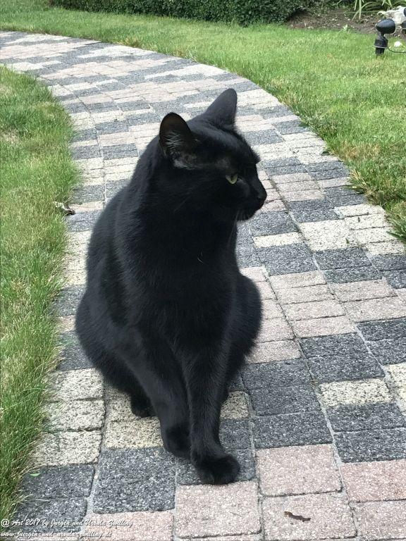 Katze Mimi Oktober 2017