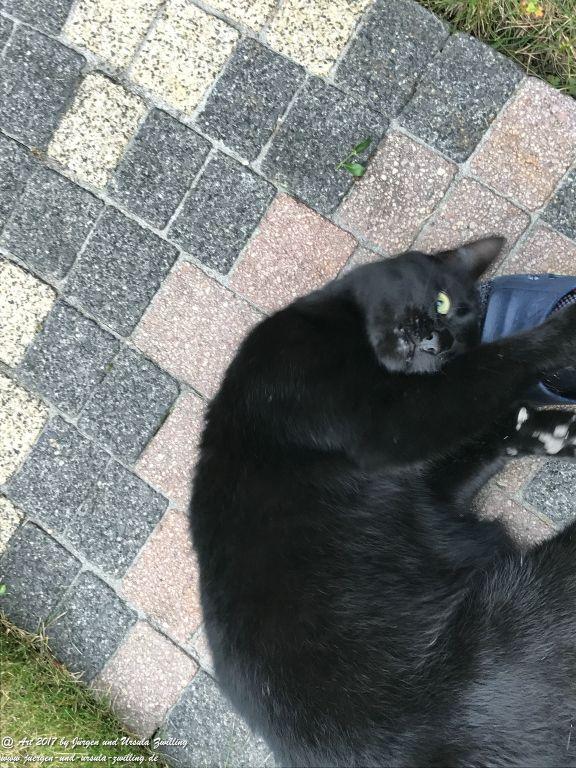 Katze Mimi Oktober 2017