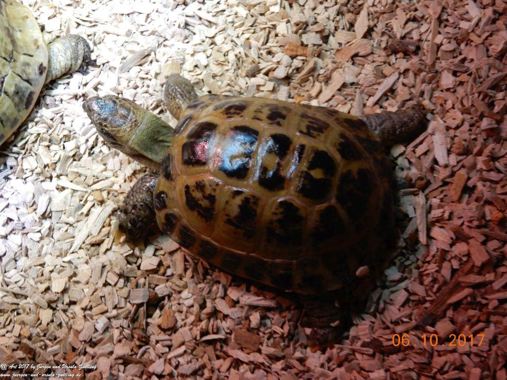 Schildkröten Umzug ins Winter-Quartier