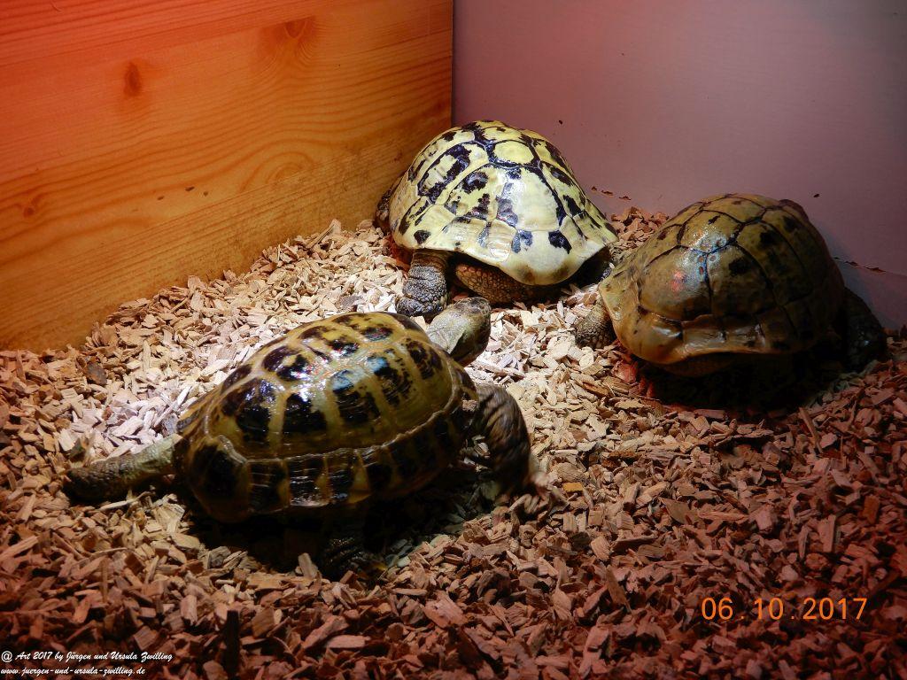 Schildkröten Umzug ins Winter-Quartier