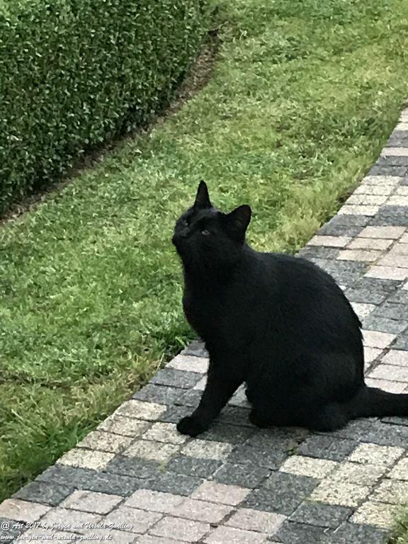 Katze Mimi Oktober 2017