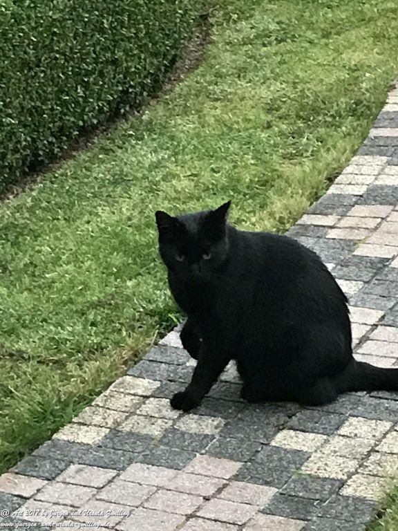 Katze Mimi Oktober 2017