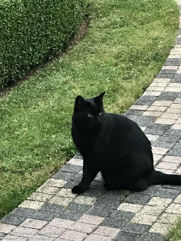 Katze Mimi Oktober 2017