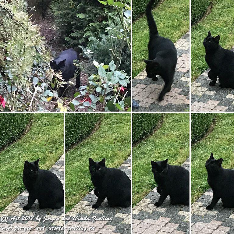 Katze Mimi Oktober 2017