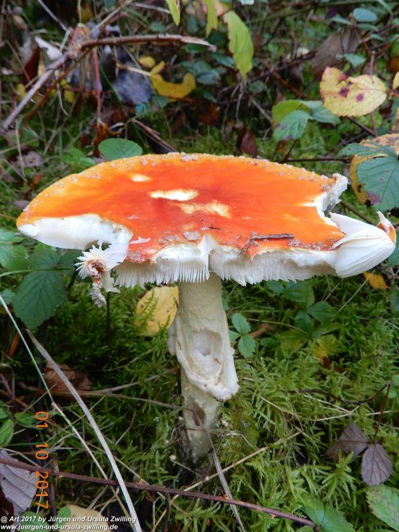 Philosophische Bildwanderung Hiwweltour-Aulheimer-Tal - Rheinhessen