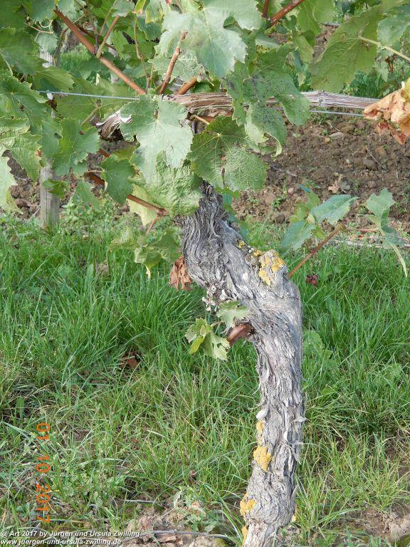 Philosophische Bildwanderung Hiwweltour-Aulheimer-Tal - Rheinhessen