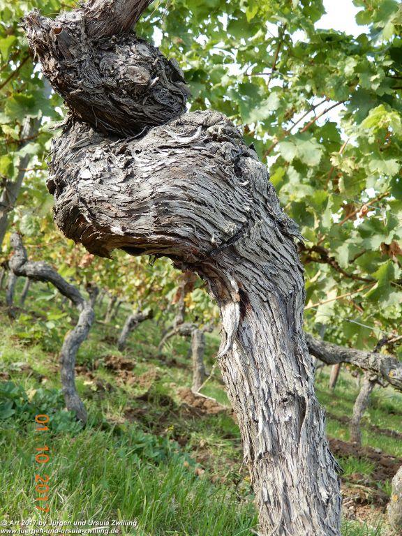 Philosophische Bildwanderung Hiwweltour-Aulheimer-Tal - Rheinhessen