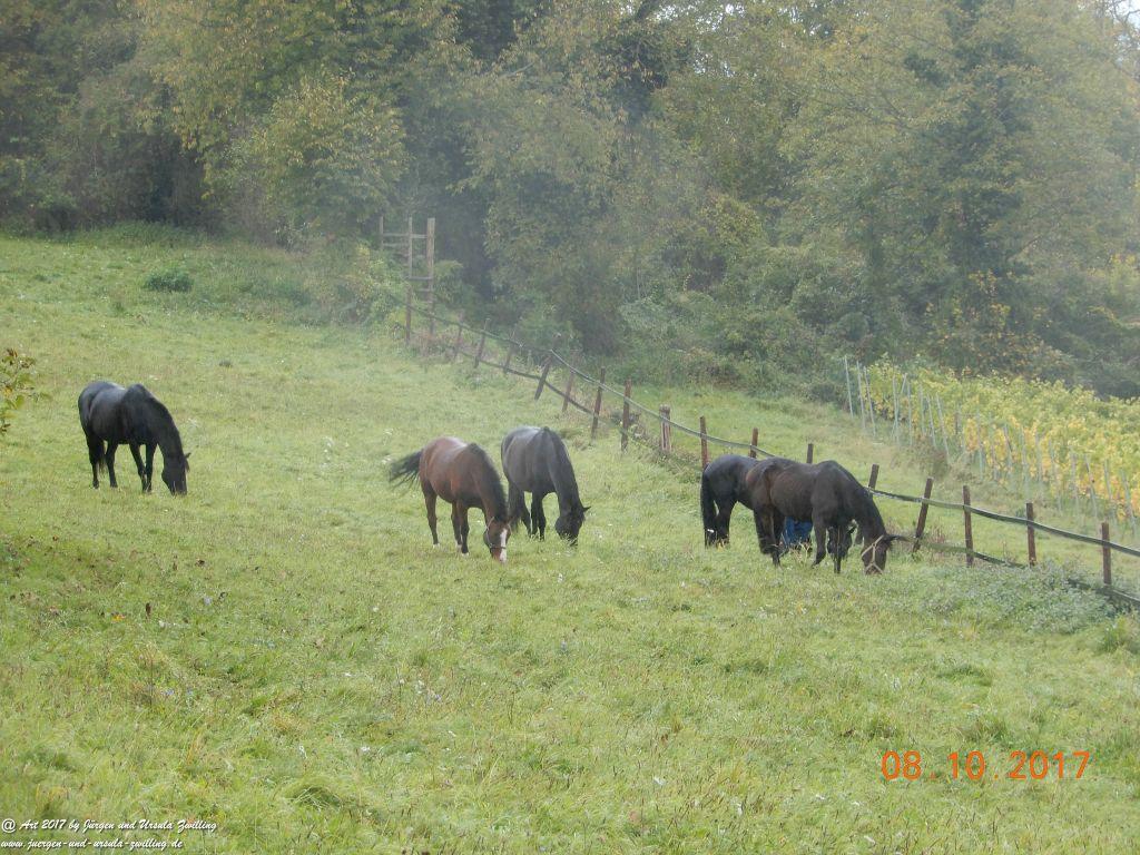 Philosophische Bildwanderung Hiwweltour- Westerberg - Rheinhessen