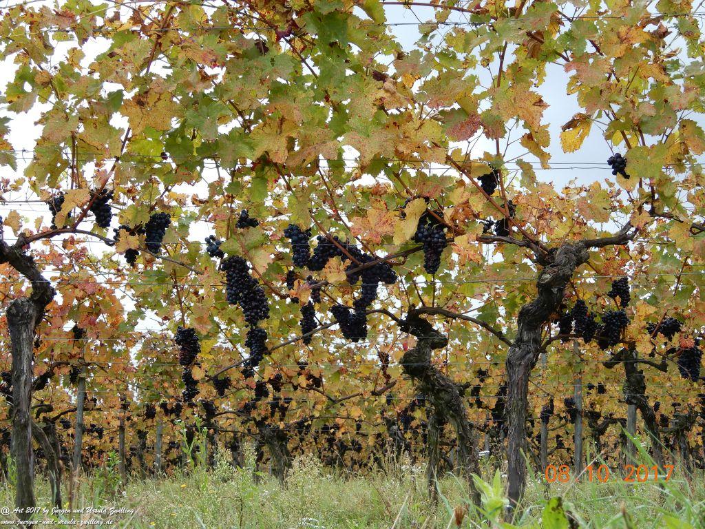 Philosophische Bildwanderung Hiwweltour- Westerberg - Rheinhessen
