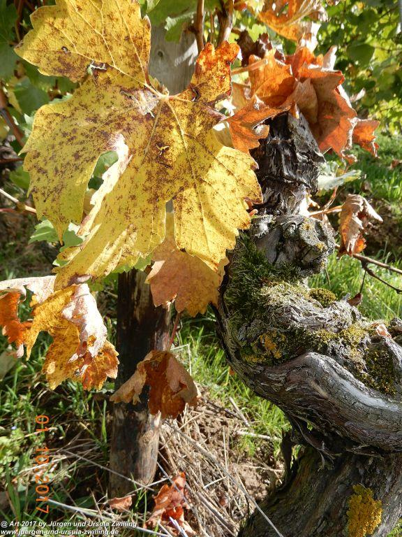 Weinreben Knorzen - Rheinhessen - Flonheim