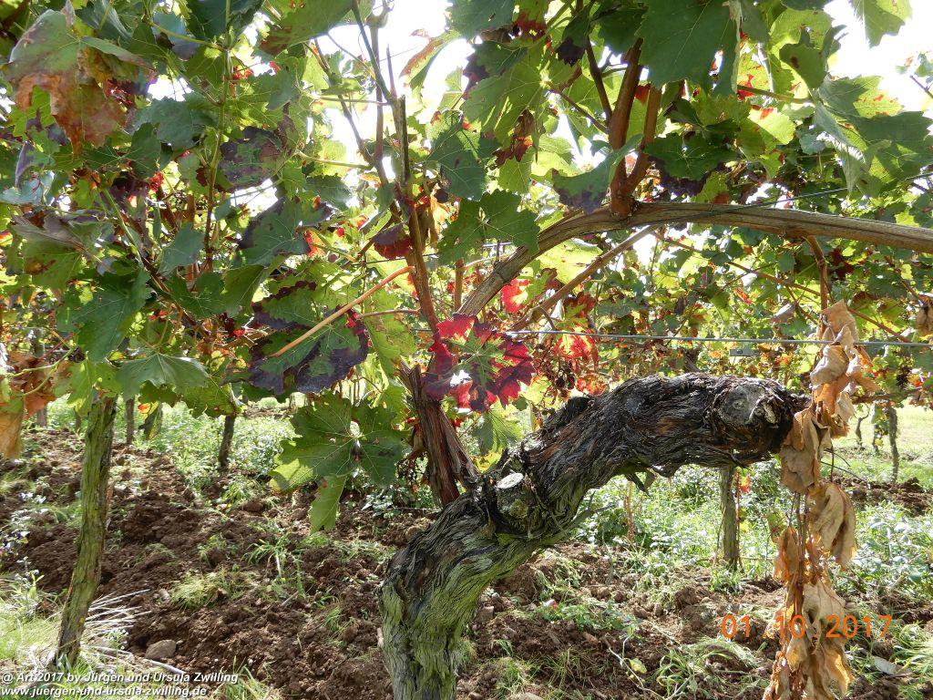 Weinreben Knorzen - Rheinhessen - Flonheim