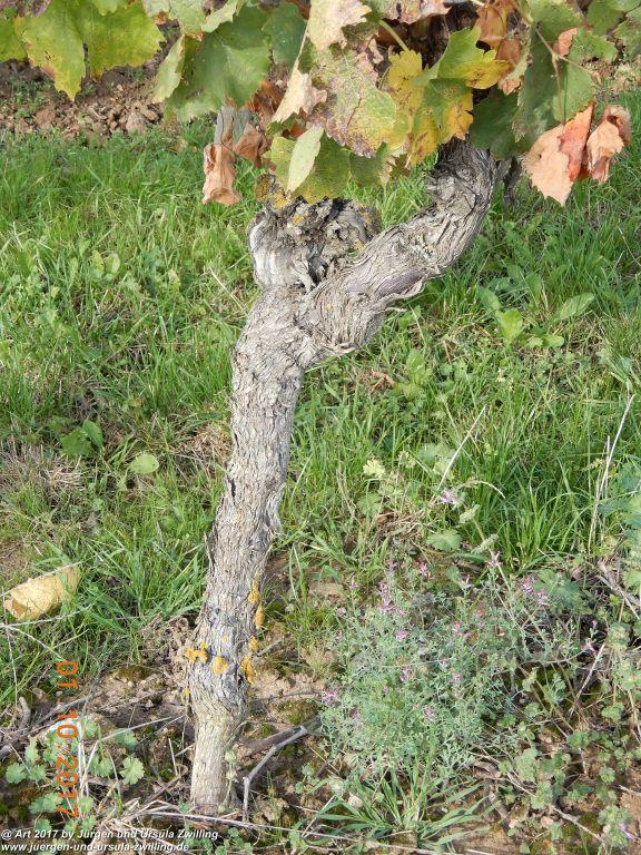 Weinreben Knorzen - Rheinhessen - Flonheim