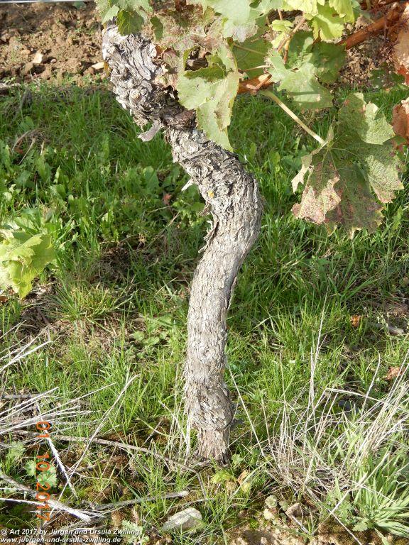 Weinreben Knorzen - Rheinhessen - Flonheim