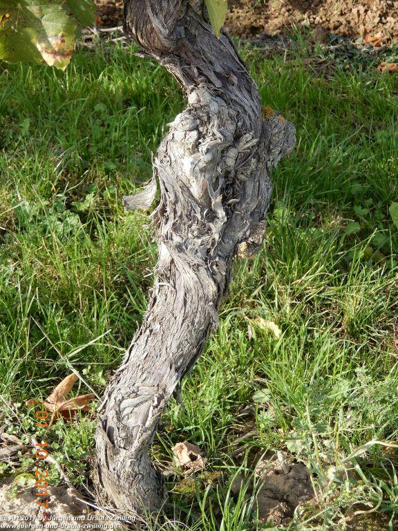 Weinreben Knorzen - Rheinhessen - Flonheim