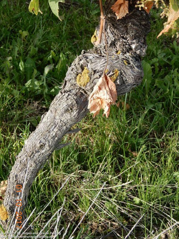 Weinreben Knorzen - Rheinhessen - Flonheim