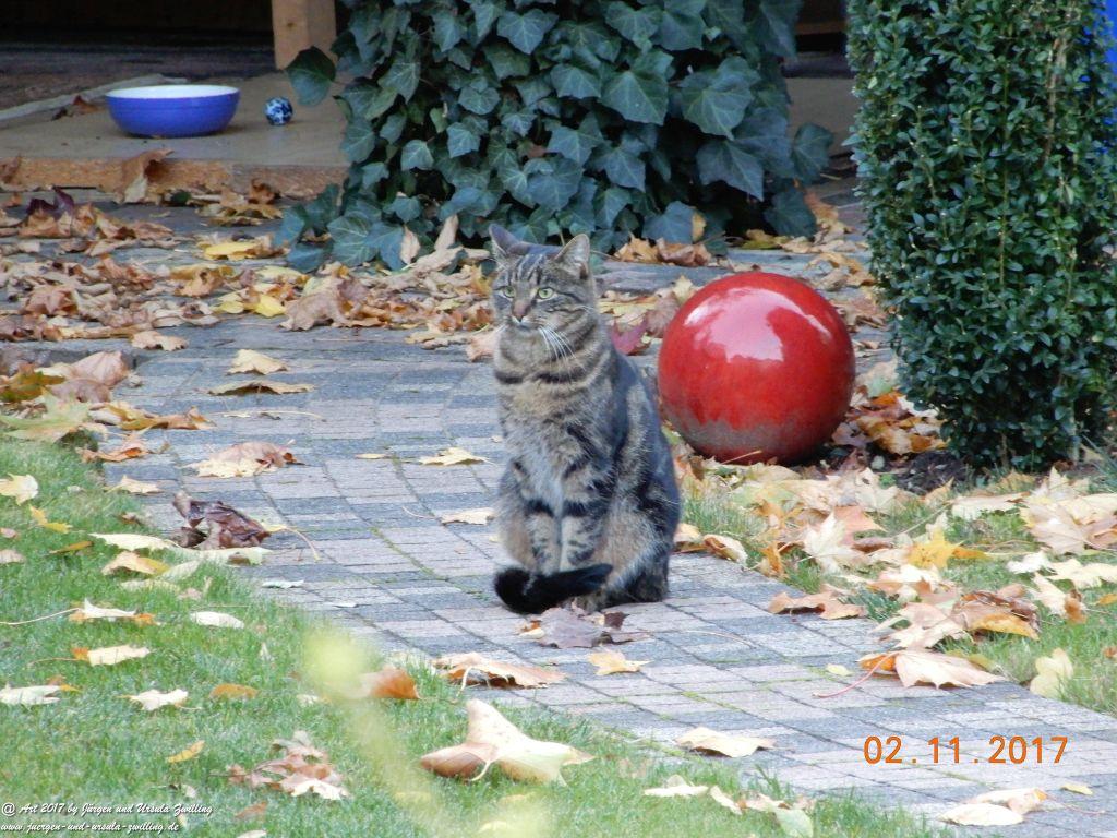 Katze Mimi im November 2017