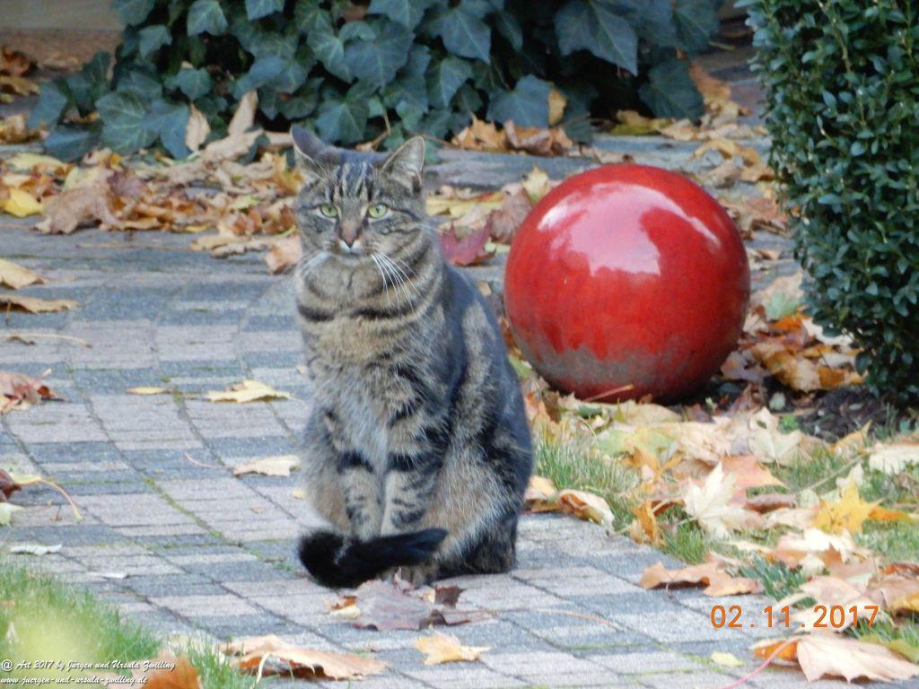 Katze Mimi im November 2017