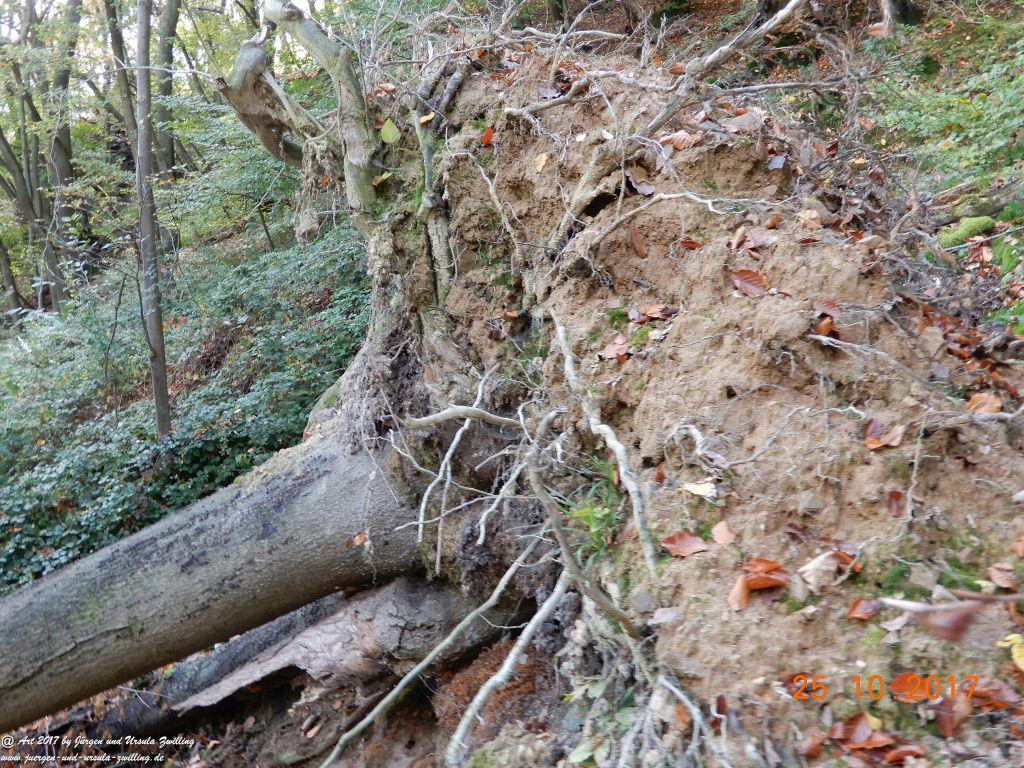 Philosophische Bildwanderung Rheinburgenweg - Trechtingshausen - Burg Reichenstein - Morgenbachtal - Eselspfad - Burg Rheinstein - Schweizerhaus - Trechtingshausen - Hunsrück