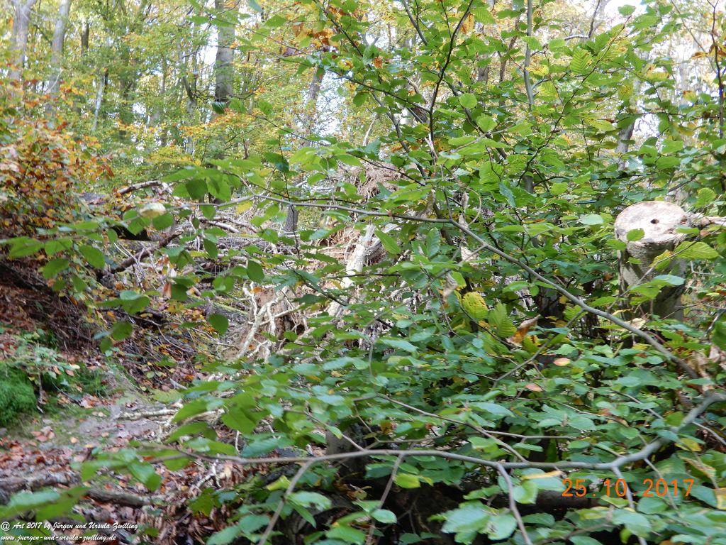 Philosophische Bildwanderung Rheinburgenweg - Trechtingshausen - Burg Reichenstein - Morgenbachtal - Eselspfad - Burg Rheinstein - Schweizerhaus - Trechtingshausen - Hunsrück